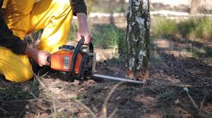 Best Tree Mulching  in Hillsboro, MO